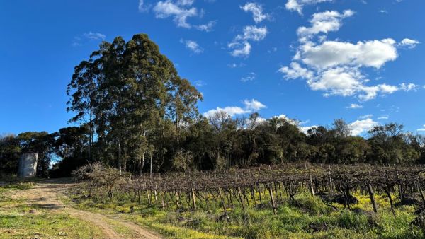 LEILÃO DIREITOS E AÇÕES SOBRE UM TERRENO RURAL, COM ÁREA DE 30.080,00m², SITO NO LUGAR DENOMINADO TRAVESSÃO HORTÊNCIA, NA CIDADE DE FLORES DA CUNHA/RS, localizado em Flores Da Cunha - RS