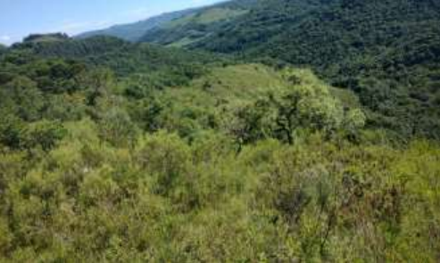 LEILÃO DE FRAÇÃO DE TERRAS DE CAMPOS E MATOS, COM ÁREA DE 40,92 HA, SOBRE A QUAL HÁ TRÊS BENFEITORIAS NÃO AVERBADAS, NA LINHA RINCÃO DO PINTADO, VACARIA/RS, localizado em Vacaria - RS