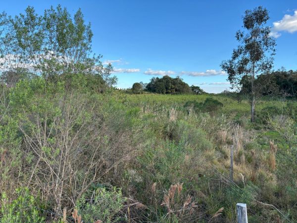 LEILÃO DIREITOS E AÇÕES SOBRE UM TERRENO RURAL, COM ÁREA DE 53.384,00m², SITO NO LUGAR DENOMINADO TRAVESSÃO 13 DE MAIO, NA CIDADE DE FLORES DA CUNHA/RS, localizado em Flores Da Cunha - RS