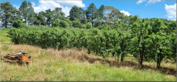FRAÇÃO IDEAL DE 155.000 M² DE ÁREA RURAL COM 295.000 M², NO LUGAR REFUGIADO, 5º DISTRITO DE VACARIA/RS, COM BENFEITORIAS NÃO AVERBADAS., localizado em Vacaria - RS